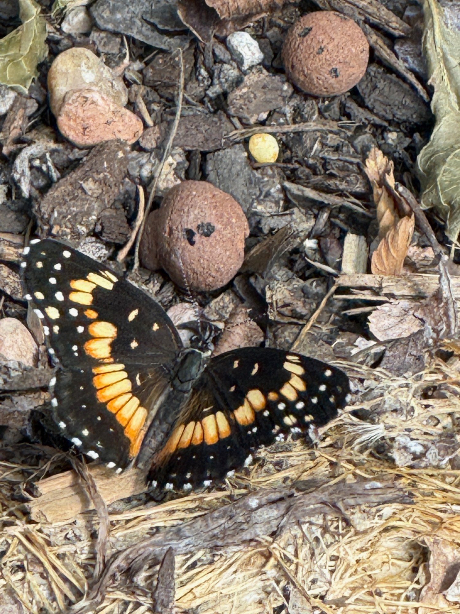 Found this guy in the garden yesterday. He's a Bordered Patch butterfly, also known as a Sunflower Patch because their caterpillars love sunflowers, which we have had many of this year.